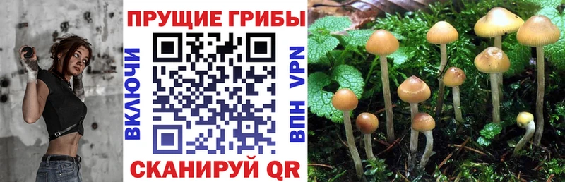 Галлюциногенные грибы Cubensis  Купить закладки  Олонец 